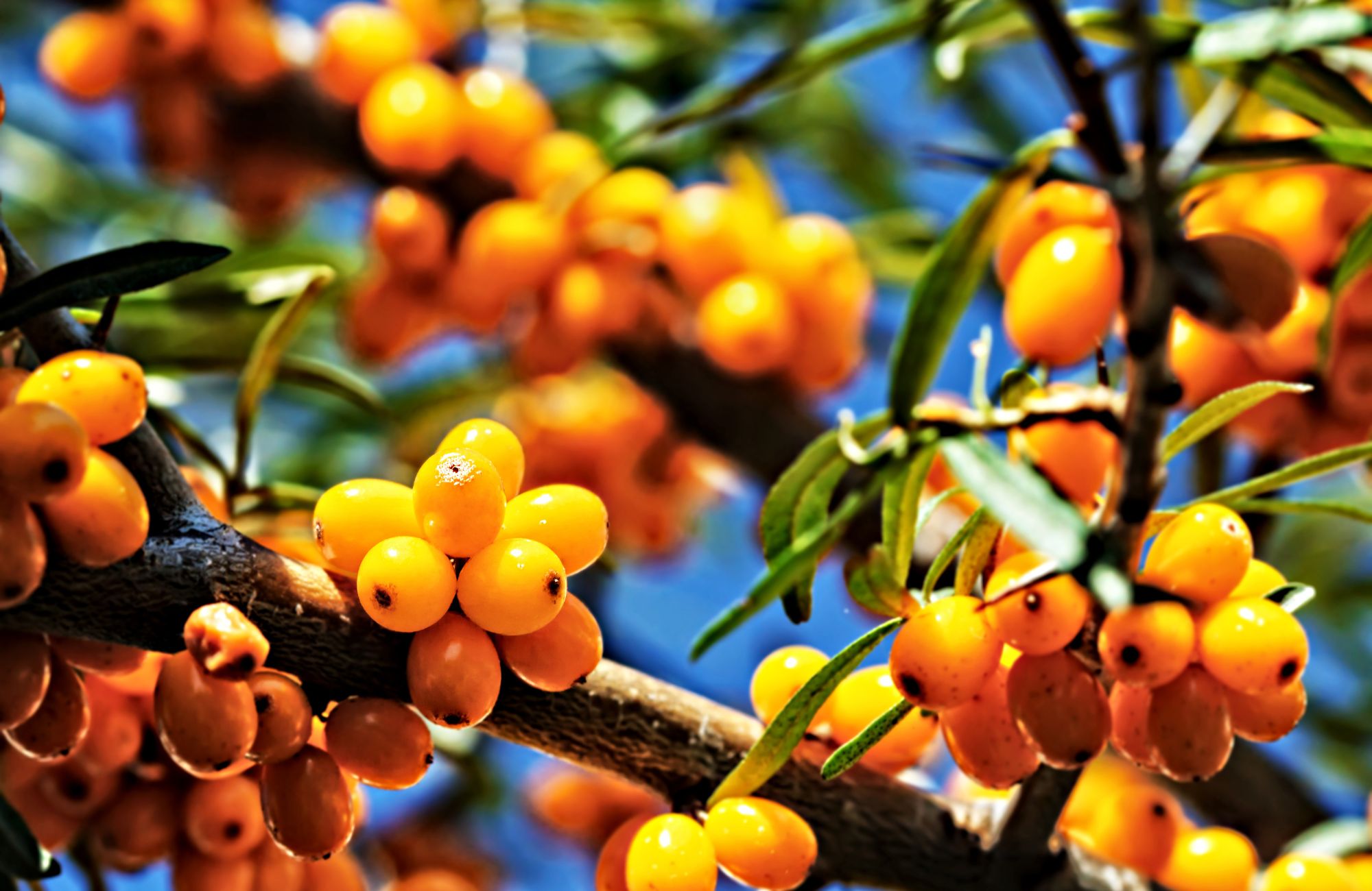 How To Use Sea Buckthorn For Beautiful Skin
