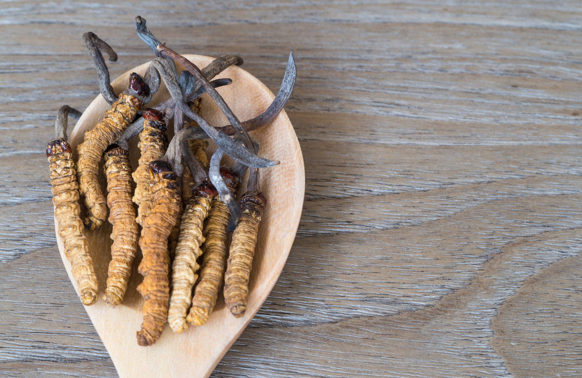 7 Cordyceps Benefits to Help Keep You Healthy