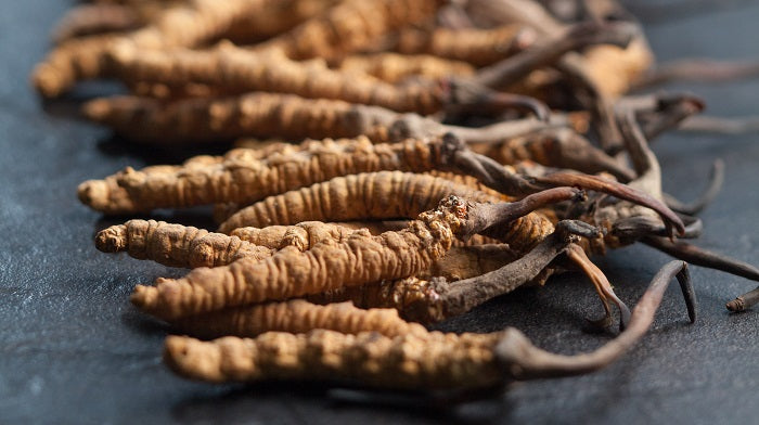 Taming The Wild Cordyceps