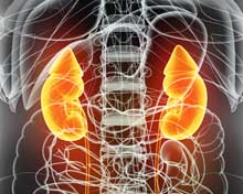 Understanding The Role Of The Kidney