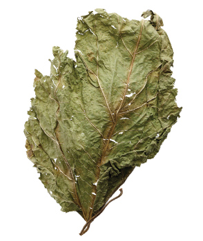 Herb Image