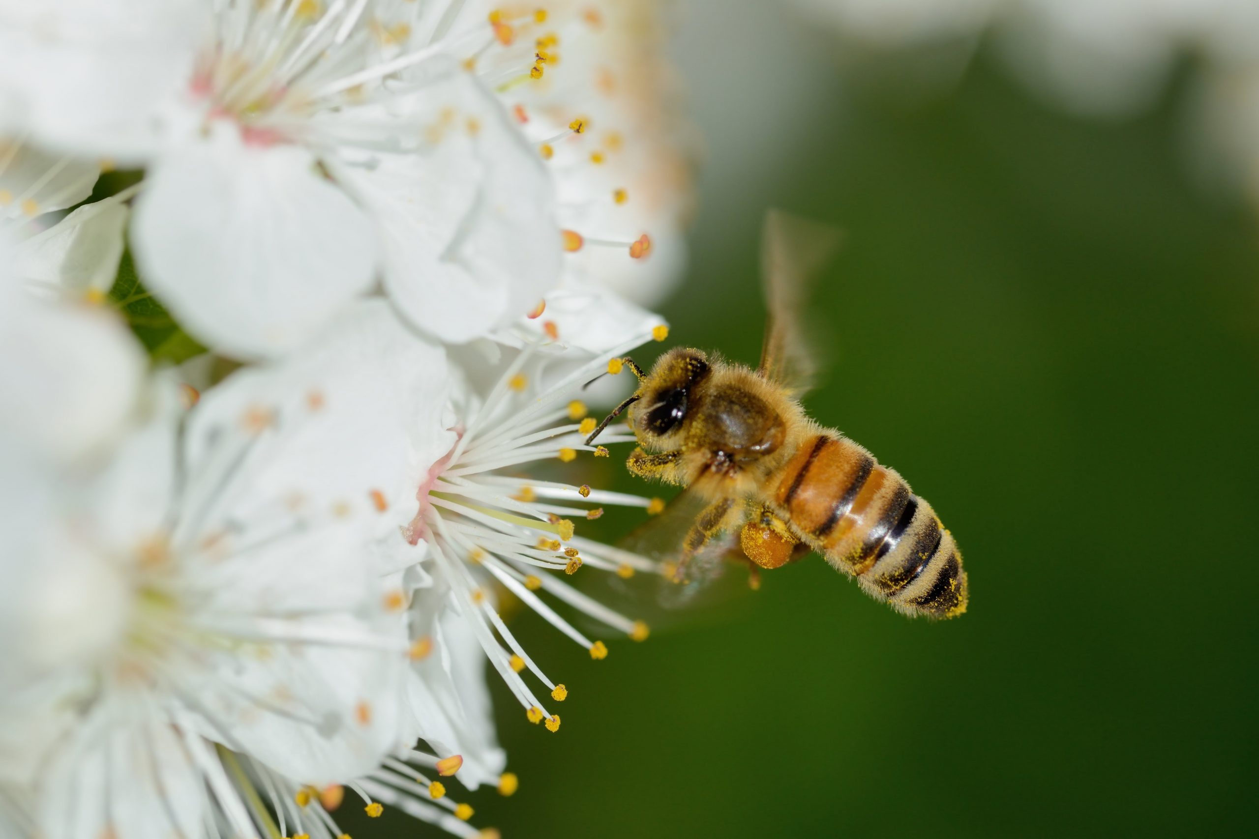 Royal Jelly: Discover Its Many Benefits for Your Health