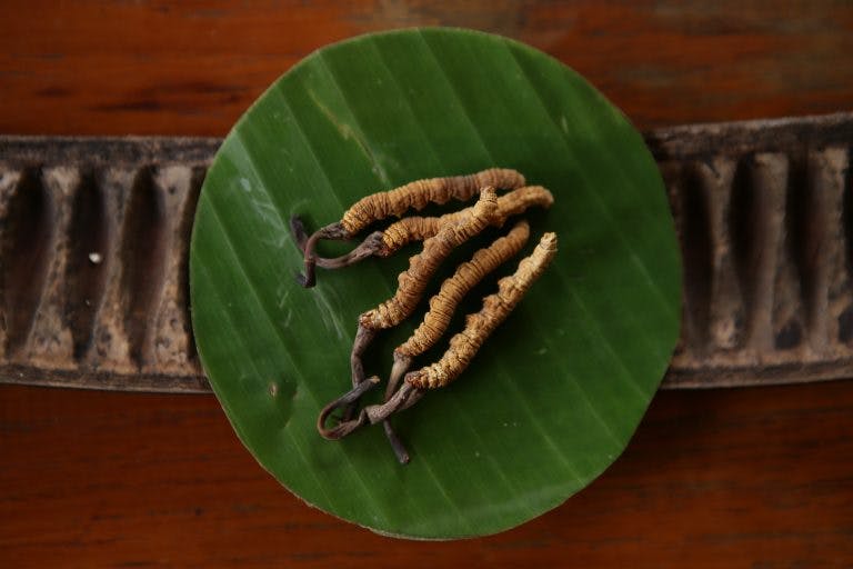 Understanding Cordyceps Benefits for Your Health