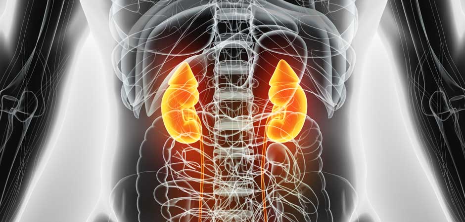 TCM Understanding The Role Of The Kidney