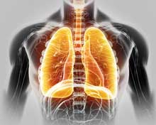 TCM: Understanding The Role Of The Lungs